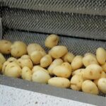 potato cleaning machine