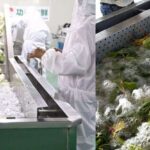 Vegetable Cleaner Machine
