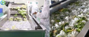 Read more about the article Commercial vegetable washing machine in the Thailand