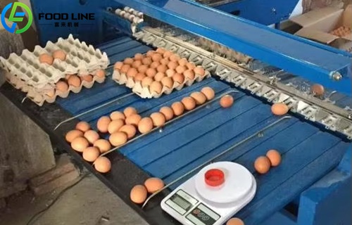Egg Grading Machine Price