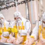 Chicken butchering equipment