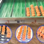 Chicken Egg Sorter Price in Chile