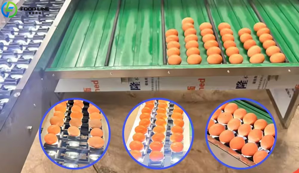 You are currently viewing Egg Size Sorting Machine Price in Chile
