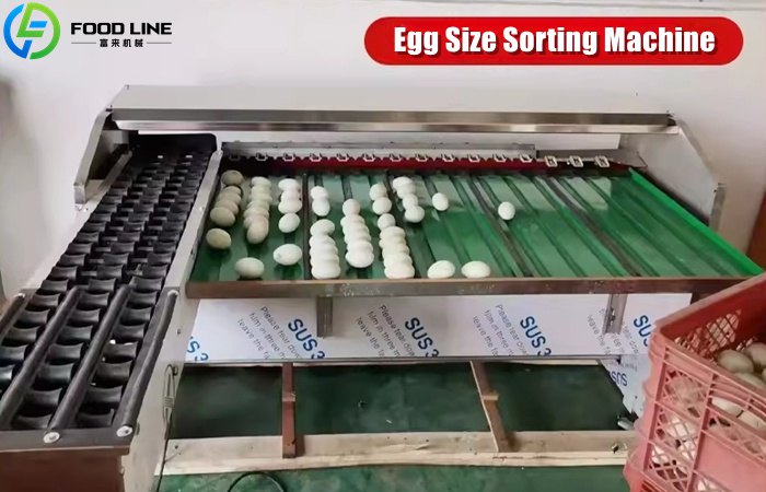 Chicken Egg Sorting Machine Price