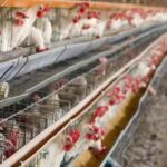 Battery Cage For Chicken