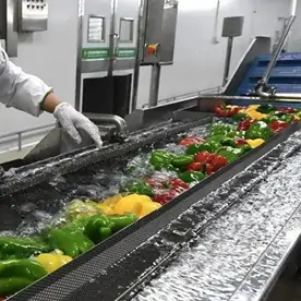 Vegetable washing equipment