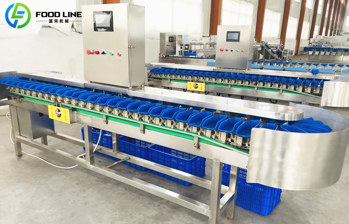 Automatic Fruit and Vegetable Grading Machine