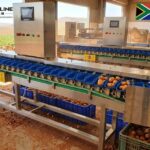 fruit grading machine exported to South Africa