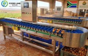 Read more about the article Fruit and Vegetable Grading Machine Exported to South Africa: A Successful Case Study
