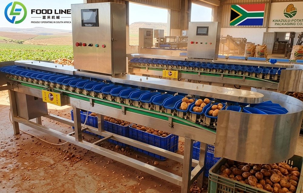 You are currently viewing Fruit and Vegetable Grading Machine Exported to South Africa: A Successful Case Study
