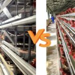 H Type VS A Type Chicken Cage