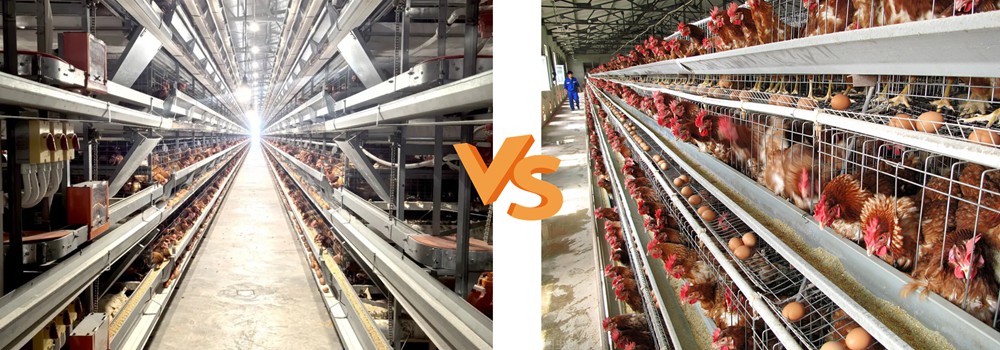 You are currently viewing H Type or A Type Chicken Cage: Which Should You Choose for Your Poultry Farm?
