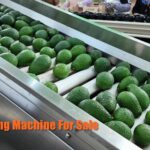 Avocado Sorting Machine for Sale