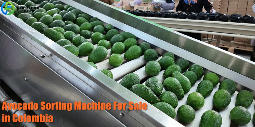 You are currently viewing Avocado Sorting Machine for Sale in Colombia
