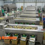 4 Sets of Mango Grading Machines Thailand