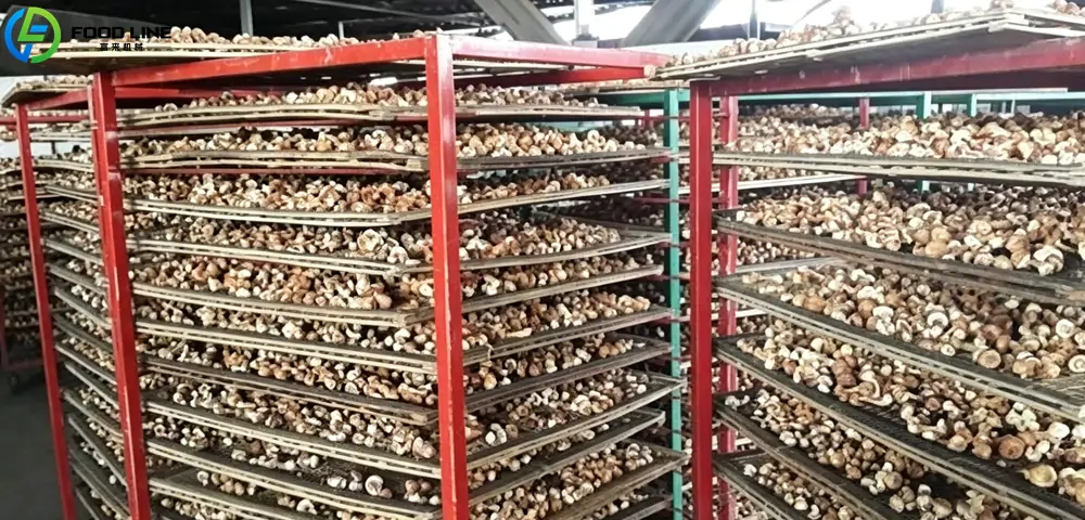 Mushroom Dehydrator Dryer