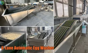 Read more about the article 6-Lane Automatic Egg Washer For Sale In Pakistan